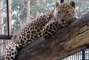 Леопард Кавказ переехал в Новосибирск